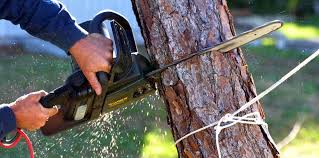 How Our Tree Care Process Works  in  Bear Creek Ranch, TX