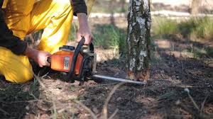 Best Tree Disease Treatment  in Bear Creek Ranch, TX