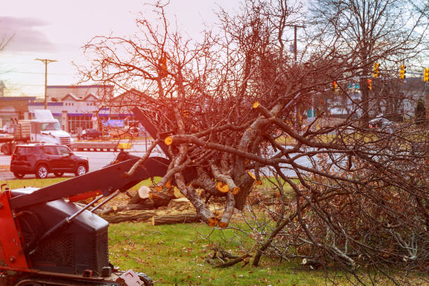 Best Root Management and Removal  in Bear Creek Ranch, TX