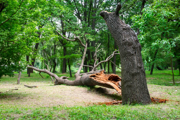 Best Tree and Shrub Care  in Bear Creek Ranch, TX