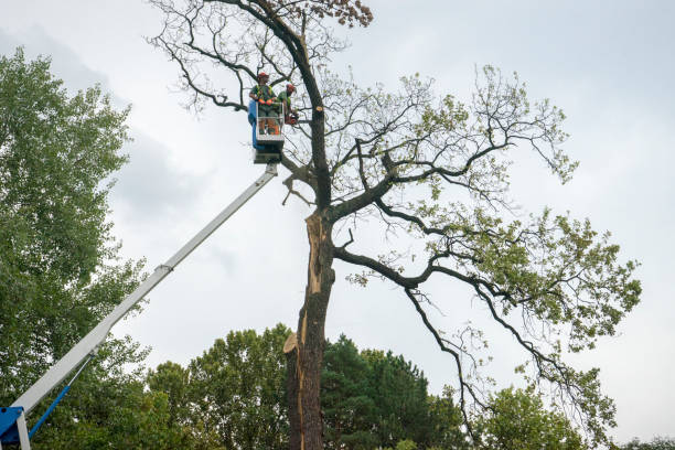 Best Firewood Processing and Delivery  in Bear Creek Ranch, TX