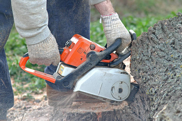 Best Stump Grinding and Removal  in Bear Creek Ranch, TX