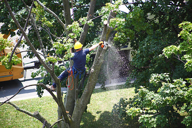 Best Commercial Tree Services  in Bear Creek Ranch, TX